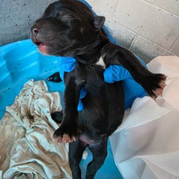 Suz 3 -  Boston Terrier and Mixed Breed Dog for Adoption in Edinburg, Texas - Suz 3 | PetCurious