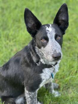 Rescue Mixed Breed Dogs for Adoption in Sioux Falls, South Dakota - Auzzie | PetCurious