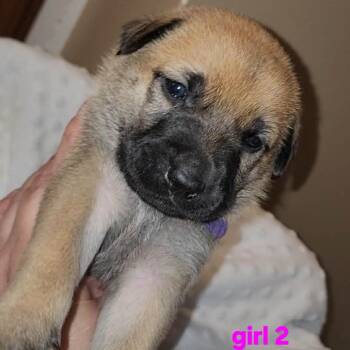 Mixed Breed Dogs Available for Adoption in Madison, Wisconsin - Oak | PetCurious