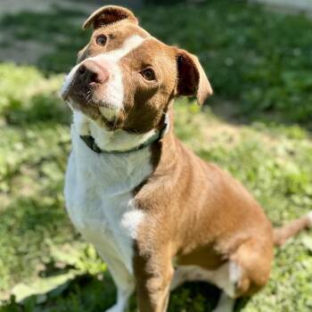 Meatball -  Pit Bull Terrier and Labrador Retriever Dog for Adoption in Warrensburg, Missouri - Meatball | PetCurious