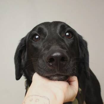 Black Labrador Retriever and Retriever Dogs Available for Adoption in Minnetonka, Minnesota - Barney D68810 | PetCurious