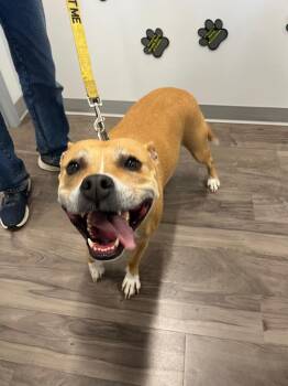 Terrier Dogs Available for Adoption in Auburn, Indiana - Blossom | PetCurious