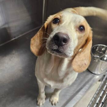 Huey -  Beagle Dog for Adoption in Mount Vernon, Arkansas - Huey | PetCurious