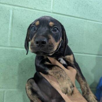 Fancy SS -  Mixed Breed Dog for Adoption in South Portland, Maine - Fancy SS | PetCurious