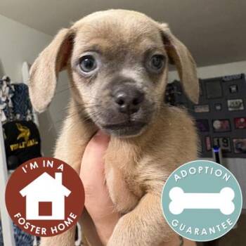 Calypso -  Mixed Breed Dog for Adoption in Janesville, Wisconsin - Calypso | PetCurious