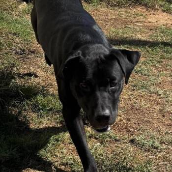 Finley -  Labrador Retriever and Mixed Breed Dog for Adoption in Hackett, Arkansas - Finley | PetCurious
