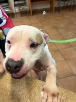 Mixed Breed Dogs Available for Adoption - Arabelle | PetCurious