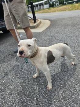 Geewillikers -  Mixed Breed Dog for Adoption in Chamblee, Georgia - Geewillikers | PetCurious