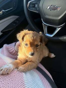 Millicent -  Chihuahua Dog for Adoption in Grand Forks, North Dakota - Millicent | PetCurious