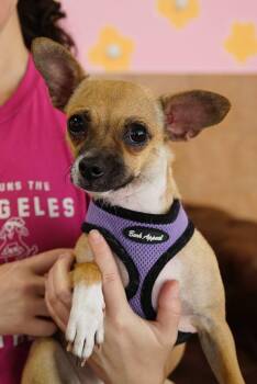 Chihuahua and Miniature Pinscher Dogs Available for Adoption - Missy | PetCurious