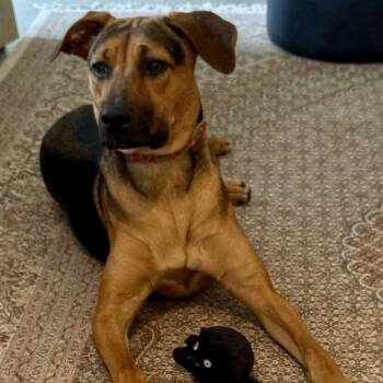 Hound and Shepherd Dogs Available for Adoption in Baytown, Texas - Joanie  | PetCurious