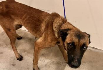 MERY -  Belgian Shepherd Malinois Dog for Adoption in Doral, Florida - MERY | PetCurious