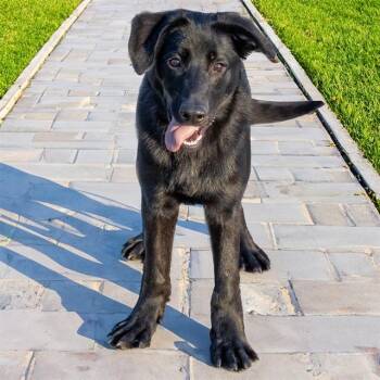 German Shepherd Dog and Labrador Retriever Dogs Available for Adoption in St. Louis, Missouri - DANDY | PetCurious