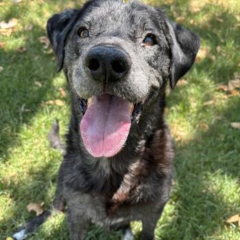 Rescue Australian Cattle Dog Blue Heeler Dogs for Adoption in Georgetown, Texas - Horus | PetCurious