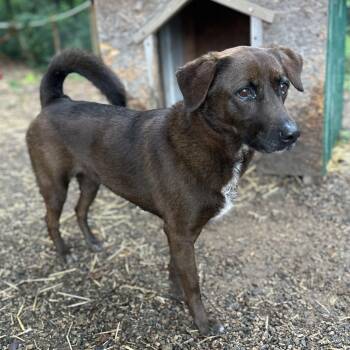 Labrador Retriever Dogs Available for Adoption in Columbia, South Carolina - Kanela | PetCurious
