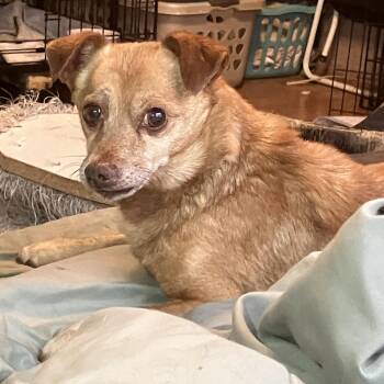 Luka -  Chihuahua Dog for Adoption in Henderson, Nevada - Luka | PetCurious