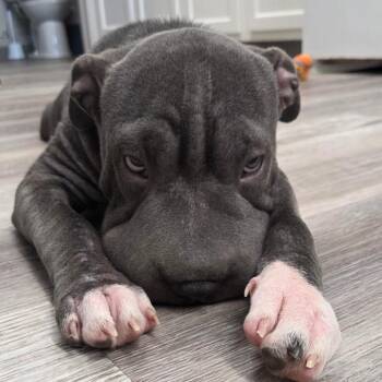 Stone -  Shar Pei and Pit Bull Terrier Dog for Adoption in Muncie, Indiana - Stone | PetCurious