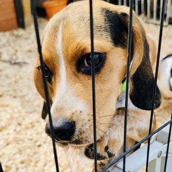 Sammy RDS -  Beagle Dog for Adoption in Rockaway, New Jersey - Sammy RDS | PetCurious