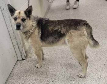 Englebert -  Shepherd and Mixed Breed Dog for Adoption in Kansas City, Missouri - Englebert | PetCurious