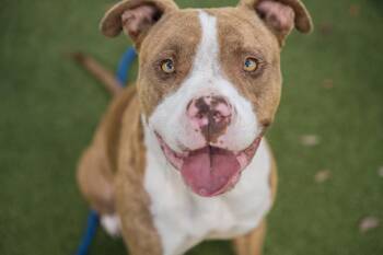 Rescue Staffordshire Bull Terrier Dogs for Adoption in Orlando, Florida - HASSELHOFF | PetCurious