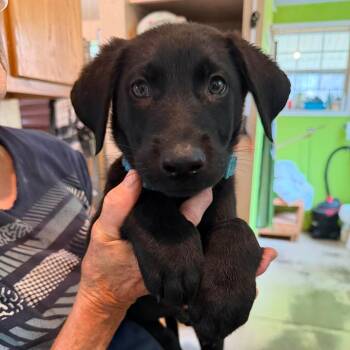 Flash (PUPPY) -  German Shepherd Dog and Black Labrador Retriever Dog for Adoption in Greeneville, Tennessee - Flash (PUPPY) | PetCurious