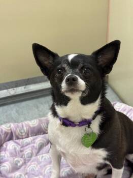 Minrose -  Chihuahua and Mixed Breed Dog for Adoption in Fort Collins, Colorado - Minrose | PetCurious