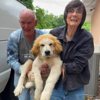 Juke -  Mixed Breed Dog for Adoption in Edwardsville, Illinois - Juke | PetCurious