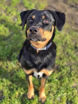 Rescue Rottweiler Dogs for Adoption in Buckley, Washington - Rouge | PetCurious