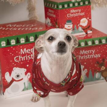 Seven -  Chihuahua Dog for Adoption in Corvallis, Oregon - Seven | PetCurious