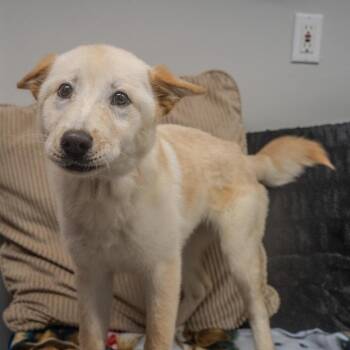 Josey -  Chow Chow and Mixed Breed Dog for Adoption in Pawling, New York - Josey | PetCurious