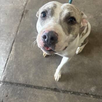 Hope -  Pit Bull Terrier Dog for Adoption in Birmingham, Alabama - Hope | PetCurious