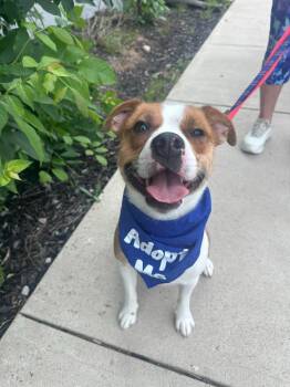 Bob -  Australian Shepherd and Boston Terrier Dog for Adoption in Marion, Ohio - Bob | PetCurious