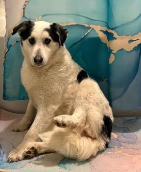 Lizzy -  Husky and Pomeranian Dog for Adoption in Merrillville, Indiana - Lizzy | PetCurious