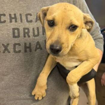 Mixed Breed Dogs Available for Adoption in Gadsden, Alabama - Estonia | PetCurious