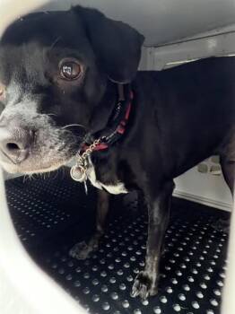 Mixed Breed Dogs Available for Adoption in Palmetto, Florida - PETER | PetCurious