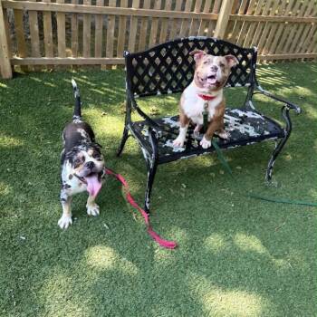 Congo -  English Bulldog Dog for Adoption in Hampton Bays, New York - Congo | PetCurious
