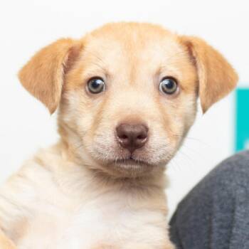 Squeaker -  Mixed Breed Dog for Adoption in Middletown, Rhode Island - Squeaker | PetCurious