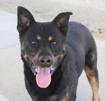 Biggie Cheese -  Rottweiler and German Shepherd Dog Dog for Adoption in Yucca Valley, California - Biggie Cheese | PetCurious