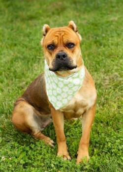Astra -  Mixed Breed Dog for Adoption in Hamilton, Ohio - Astra | PetCurious