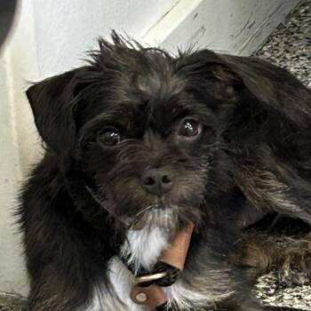 Lydia -  Chihuahua and Schnauzer Dog for Adoption in Hawthorne, California - Lydia | PetCurious