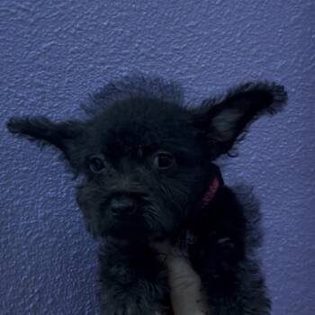 Holly -  Chihuahua Dog for Adoption in Woodland, California - Holly | PetCurious