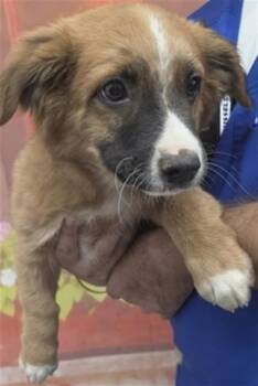BROWNIE -  Australian Cattle Dog Blue Heeler and Mixed Breed Dog for Adoption in San Bernardino, California - BROWNIE | PetCurious