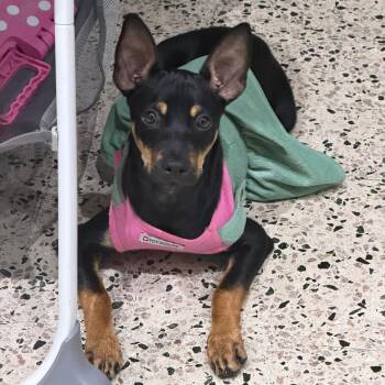 Miniature Pinscher and Labrador Retriever Dogs Available for Adoption - JASMIN | PetCurious