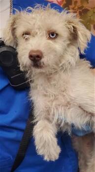 Terrier and Mixed Breed Dogs Available for Adoption in San Bernardino, California - BEVERLY | PetCurious