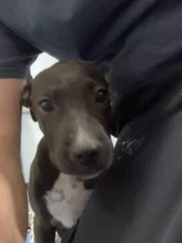 INDY -  Mixed Breed Dog for Adoption in Dallas, Texas - INDY | PetCurious