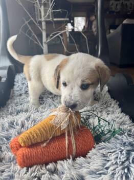 Labrador Retriever and Great Pyrenees Dogs Available for Adoption - Camry  | PetCurious