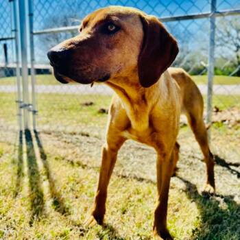 Mixed Breed Dogs Available for Adoption in Davenport, Iowa - Walton | PetCurious