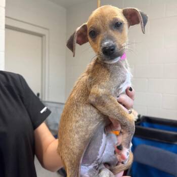 Donna -  Mixed Breed Dog for Adoption in Englewood, Florida - Donna | PetCurious