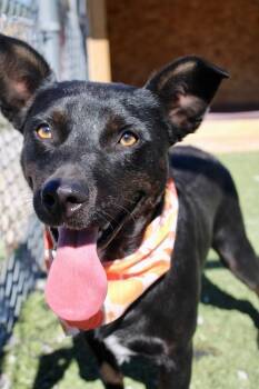 Swanky -  Mixed Breed Dog for Adoption in Morgantown, Kentucky - Swanky | PetCurious