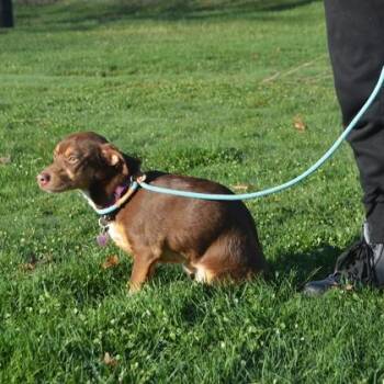 Parson Russell Terrier and Mixed Breed Dogs Available for Adoption in Elk Grove Village, Illinois - Summer | PetCurious